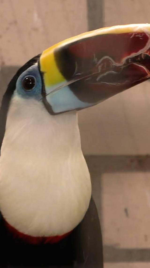 Vogelhandelaar stopt