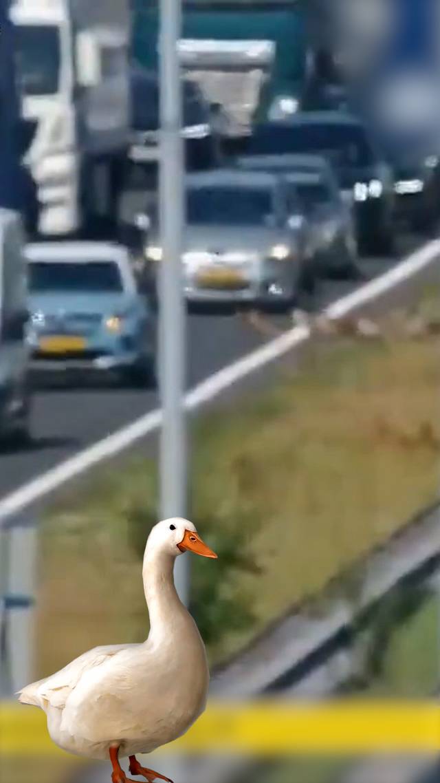 Ganzen op A58
