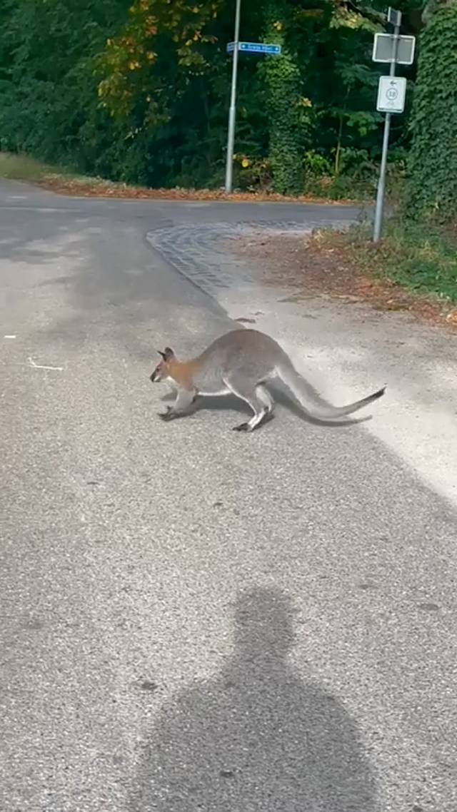 Wallaby op pad