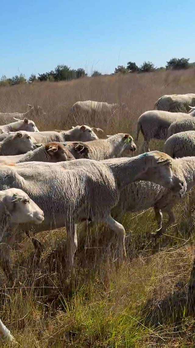 Schapen in de schaduw