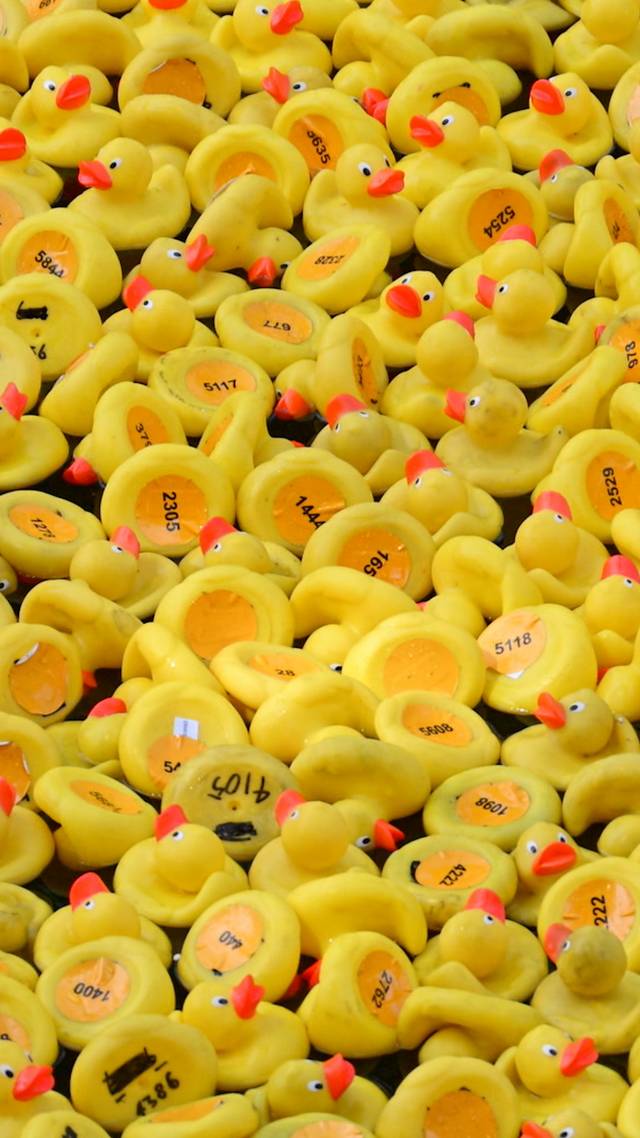 What the duck?