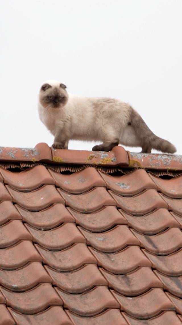 Kat in het nauw