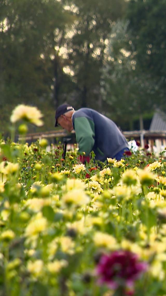 Dahlia's plukken