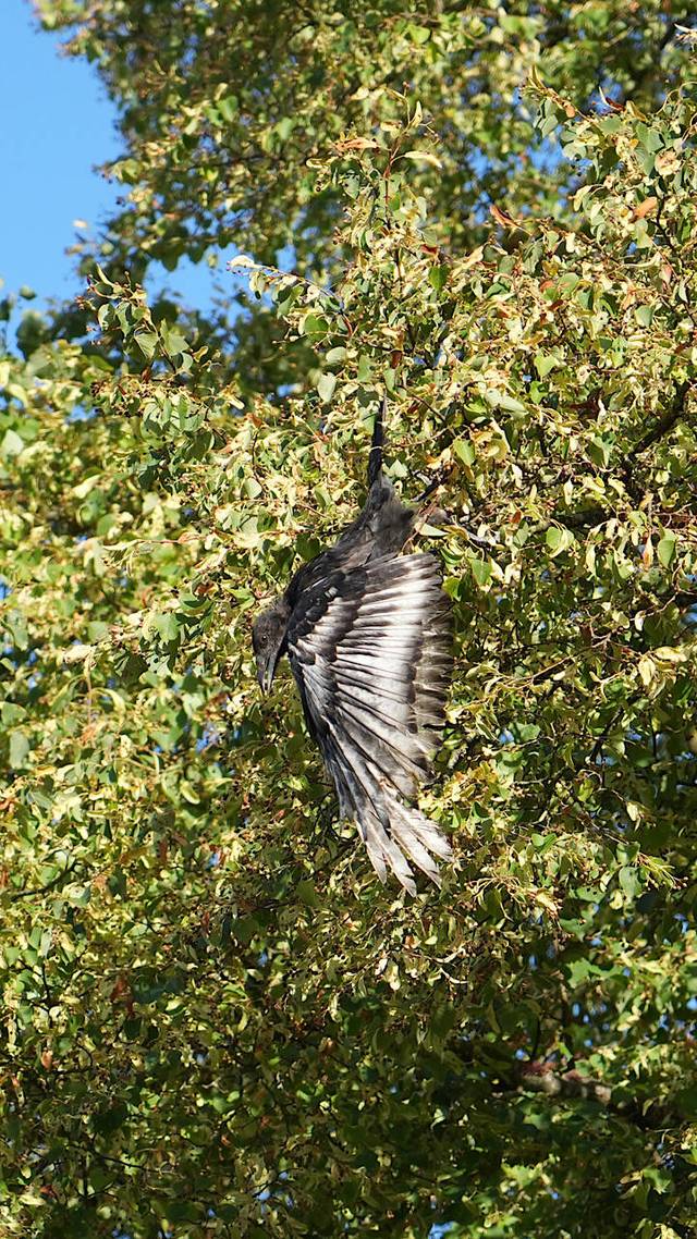 Vogel gered uit boom