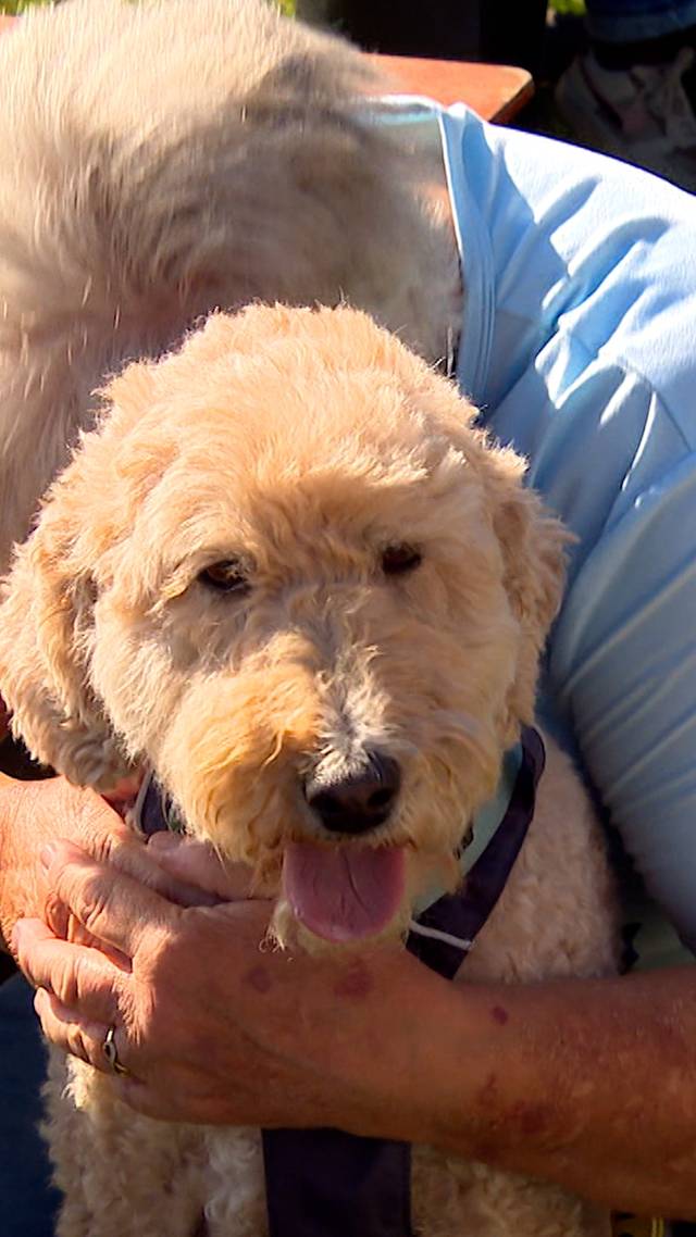 Hond lijkt op baasje?