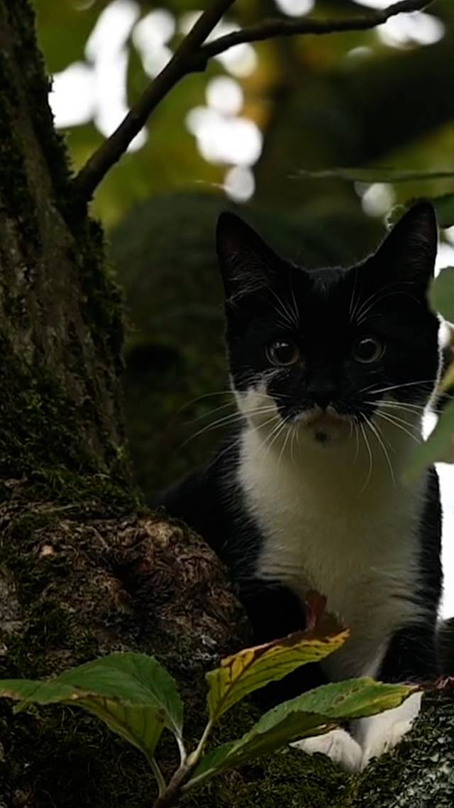 Kitten zoekt het hogerop