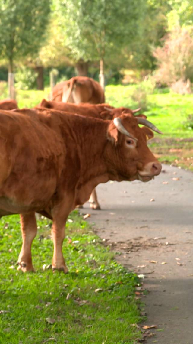 Slimme stier