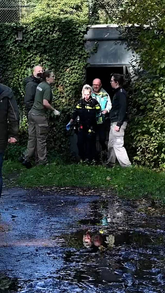 Verzorgster panter overleden