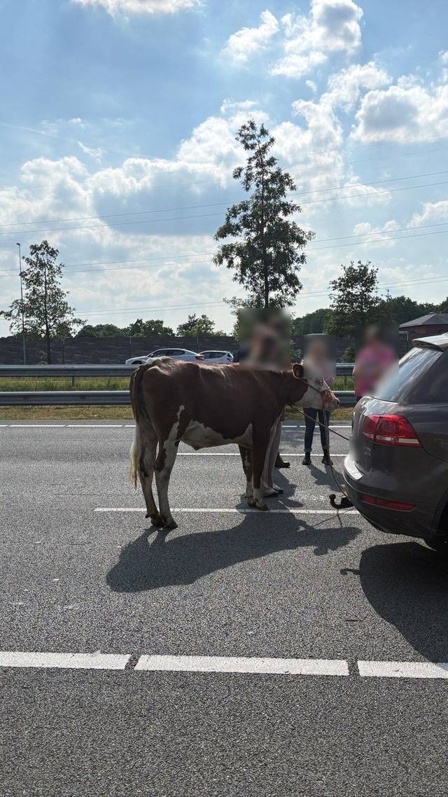 Koe op de weg