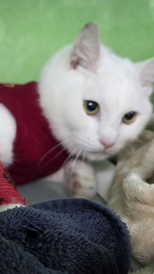 De kattenschutter
