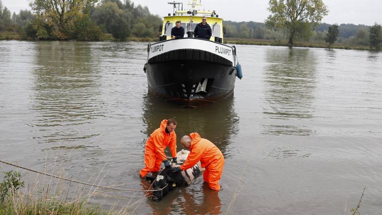 De koe wordt uit de rivier getrokken (foto: Saskia Kusters).