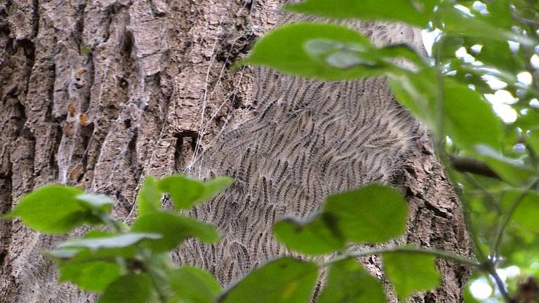 Eikenprocessierups in het Reeshofpark in Tilburg (Foto: Noël van Hooft)