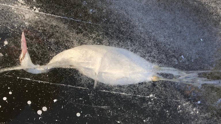 Een fuut onder het ijs (foto: Rozemarijn Krijgsheld). 