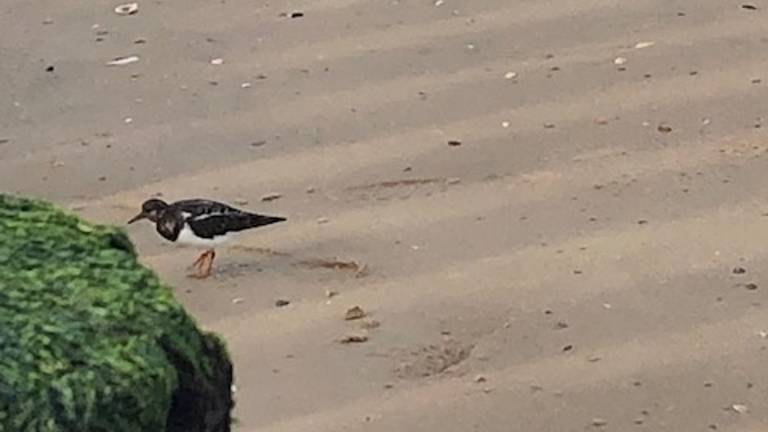 Een steenloper (foto: Els Sigmans).