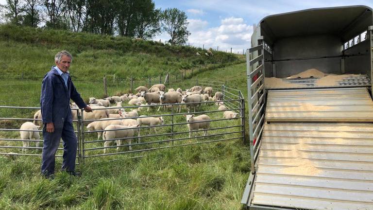 Jos Verhulst brengt zijn schapen naar een andere plek nadat er 20 schapen zijn doodgebeten. (Foto:René van Hoof) 