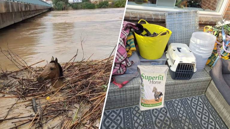 Dieren in nood na overstromingen in Spanje, maar gelukkig is er Carolien