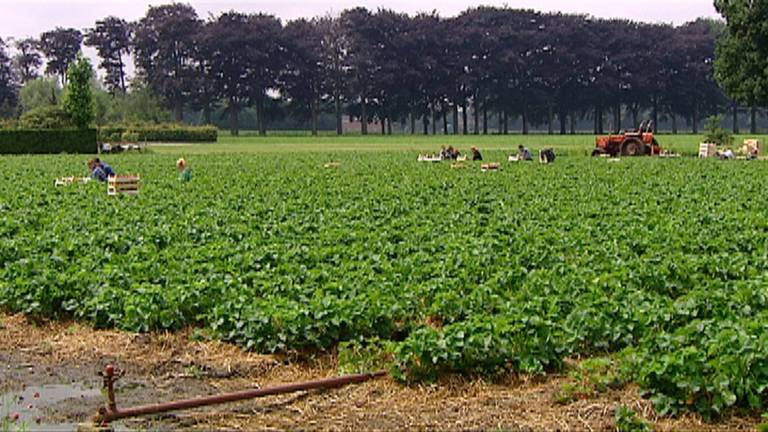 Problemen met arbeidsmigranten gaan steeds meer knellen.