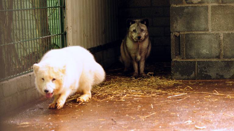 Twee van de vijf vossen verkennen hun nieuwe behuizing (foto: Animal Rights).