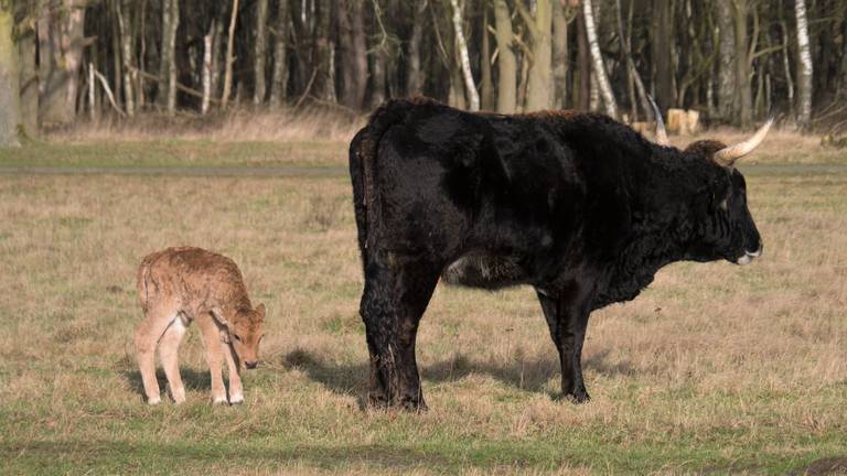 Een pasgeboren kalfje bij haar moeder (foto: René van der Lee).