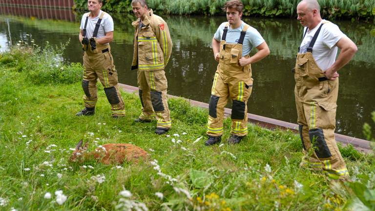 Voor de derde keer binnen een dag 'opgewonden' ree uit kanaal gered