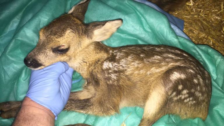 Het reekalfje (foto: Dierenambulance Brabant Noord-Oost).