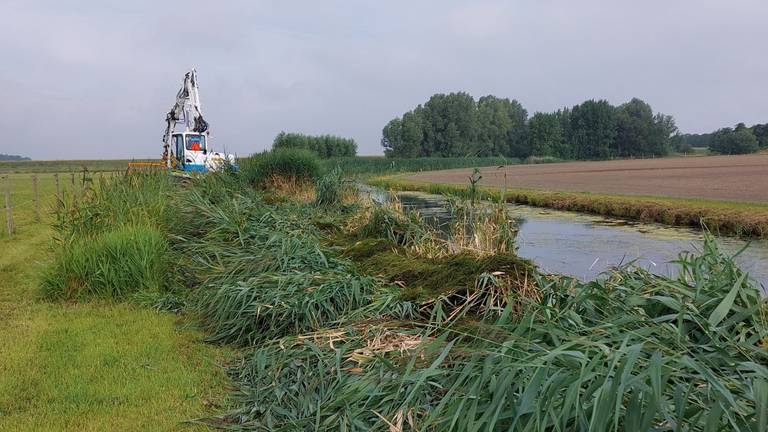 Het maaisel blijft bij het 'nieuwe maaien' grover (foto: Waterschap Brabantse Delta).