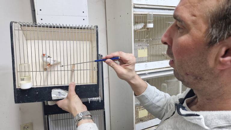 Rowdy vernevelt zijn zebravinken tot ware wereldkampioenen
