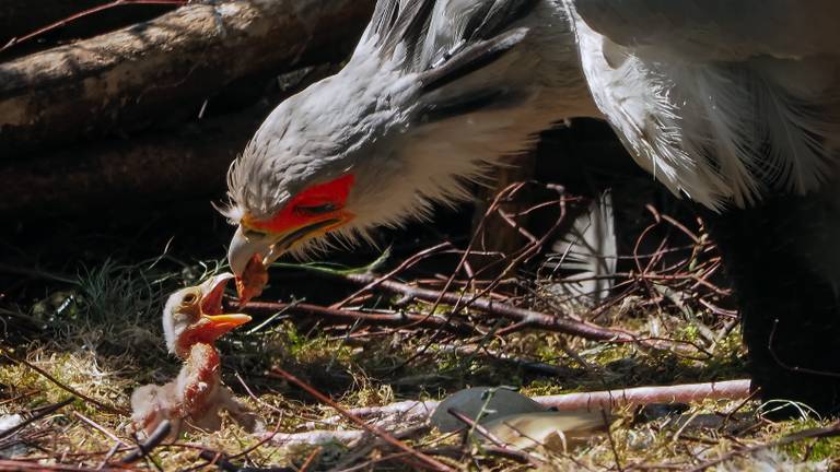 Secretarisvogeltje geboren in de Beekse Bergen (foto: Mariska Vermij / Safaripark Beekse Bergen)