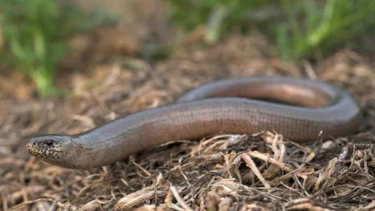 De hazelworm (foto: Ecologica).