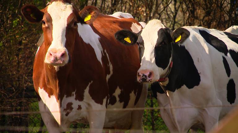 Twee van de koeien van Ad van de Meerakker in Eerde. (foto: Omroep Brabant) 