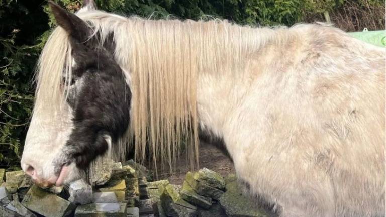 Een paard uit Bergeijk is door de LID in bewaring genomen, omdat de verzorgster het dier verwaarloosde (foto: LID).