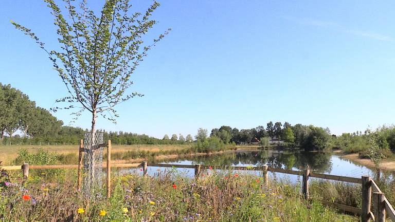 Deze iep in Reek is één van de 12 monumentale bomen in Landerd.