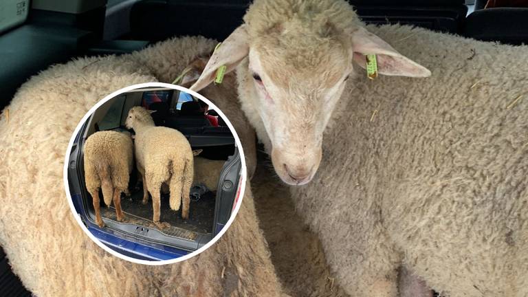 De drie schapen werden vervoerd in de kofferbak van de auto (foto: Koninklijke Marechaussee).