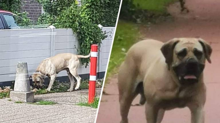 Deze hond sloeg meerdere keren toe in Haagse Beemden (foto: Facebook Marilene Ophorst/Haagse Beemden)
