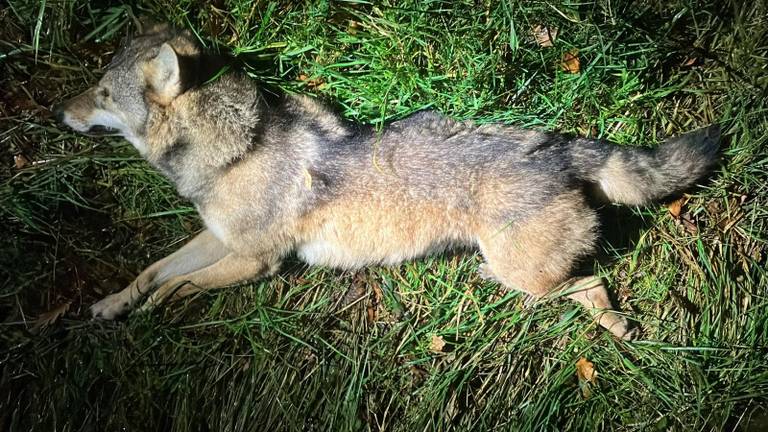 De wolf is door Rijkswaterstaat langs de snelweg gelegd na de klap (foto: Rijkswaterstaat).