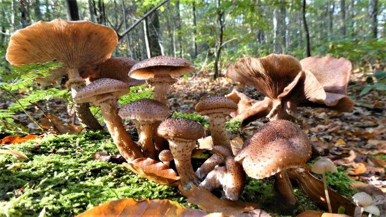 Zonnig en mooi weer in de herfstbossen (foto: Martha Kivits). 