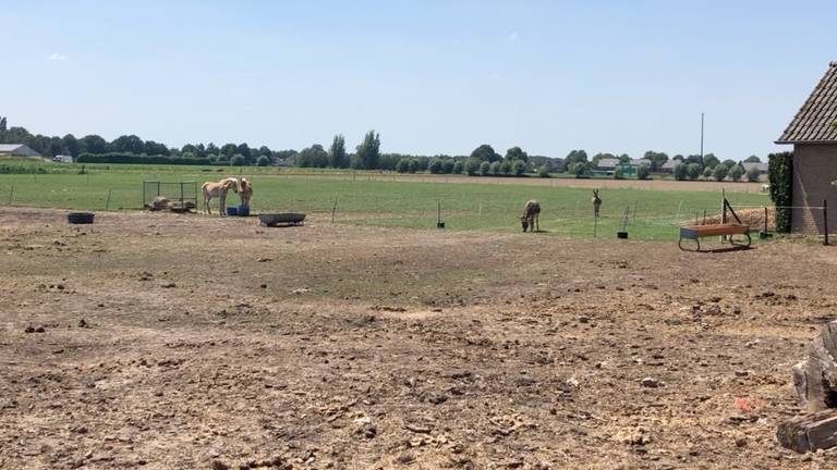 De paarden in Haarsteeg.