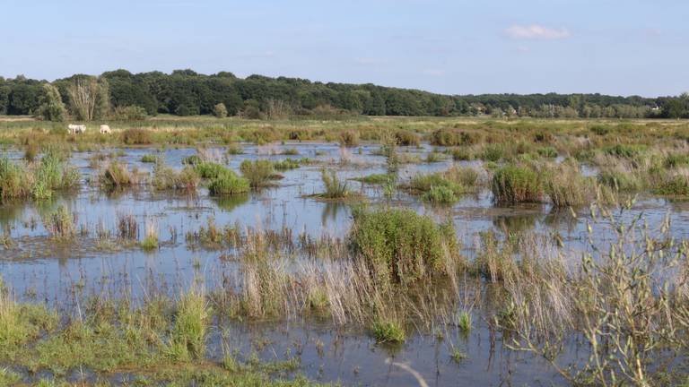 De Noordpolder in Ossendrecht, op de achtergrond de Brabantse Wal.