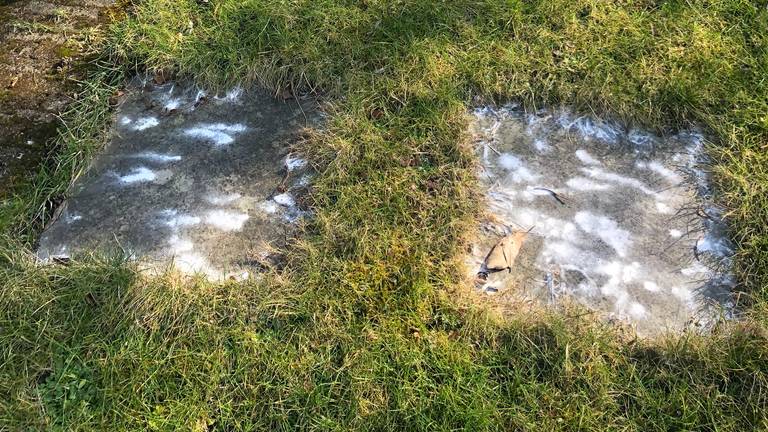 Vogelpoep op de tegels en niet op het gras (Foto: Jack Kleijnen).