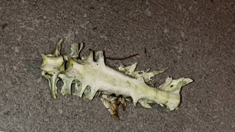 Een stukje van de wervelkolom van een vogel, waarvan de ribben zijn afgebroken (foto: Jeroen Vrieselaar).