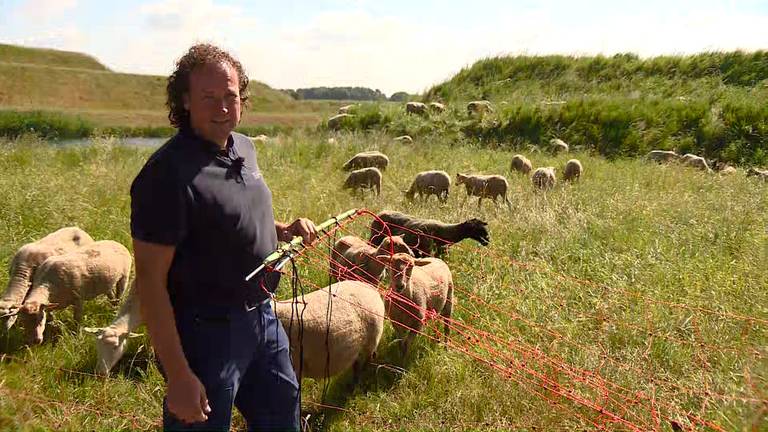 Wolvennetten moeten nieuwe aanvallen voorkomen.