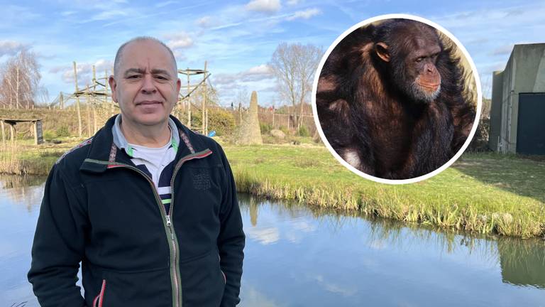 Verdriet bij verzorgers na verdrinking chimpansee: 'Zelf uit water gehaald'