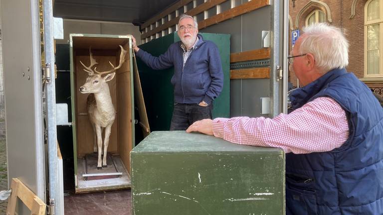 Nieuw aangeschafte opgezette dieren arriveren bij de Sint Jan in Den Bosch (Foto: Omroep Brabant) 