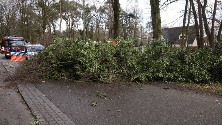 De boom in Boekel bezweek door de harde wind (foto: Marco van den Broek/SQ Vision).