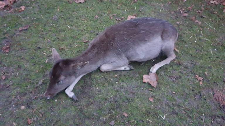 Het hertje was er zo slecht aan toe dat besloten werd het dier te laten inslapen (foto: Facebook boerderij Den Hof).