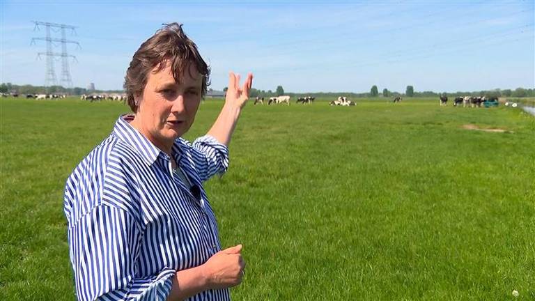 Melkveehouder Angelique Huijben van ZLTO (foto: Omroep Brabant).