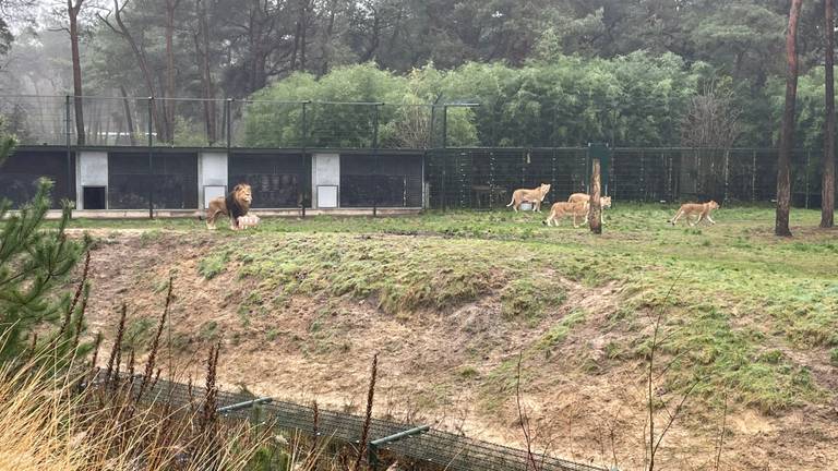 De leeuwen krijgen op eerste kerstdag een speciaal kerstdiner (foto: Imke van de Laar)