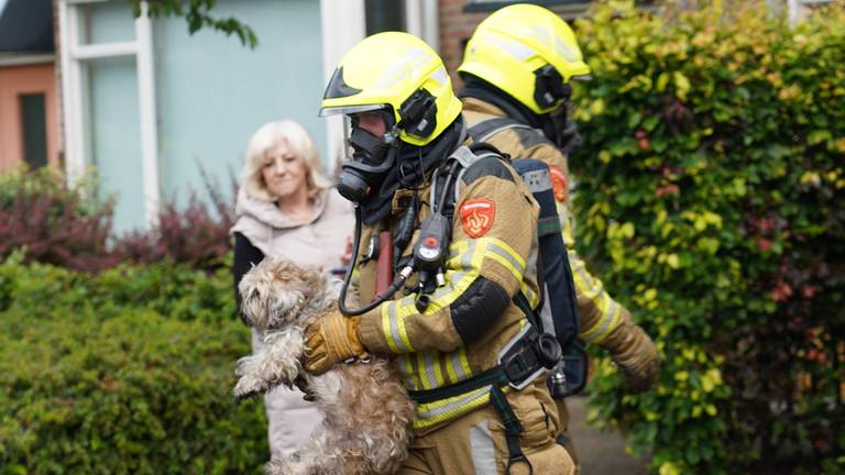 Honden, katten en een papegaai gered bij brand in huis