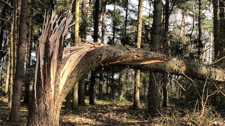 Een omgevallen boom na storm Eunice.