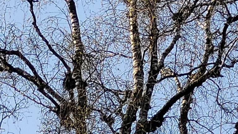 Een berkenboom vol heksenbezems(foto: Carool IJpelaar).